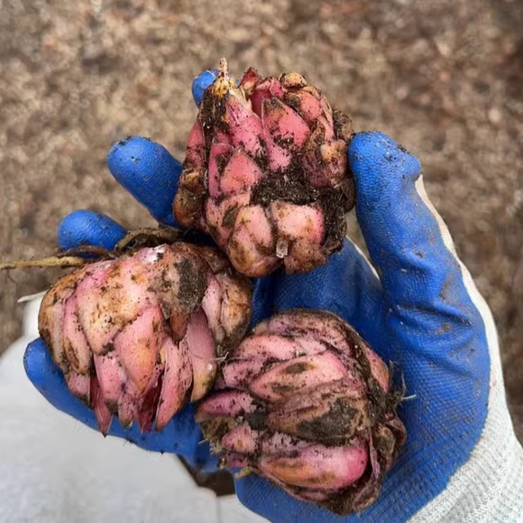 进口香水百合花种球盆栽花卉绿植物室内好养活四季开花苗易活花种