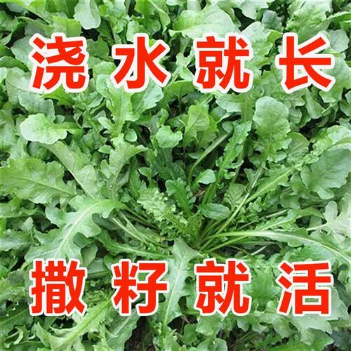 野生荠菜种子四季耐寒耐热播种