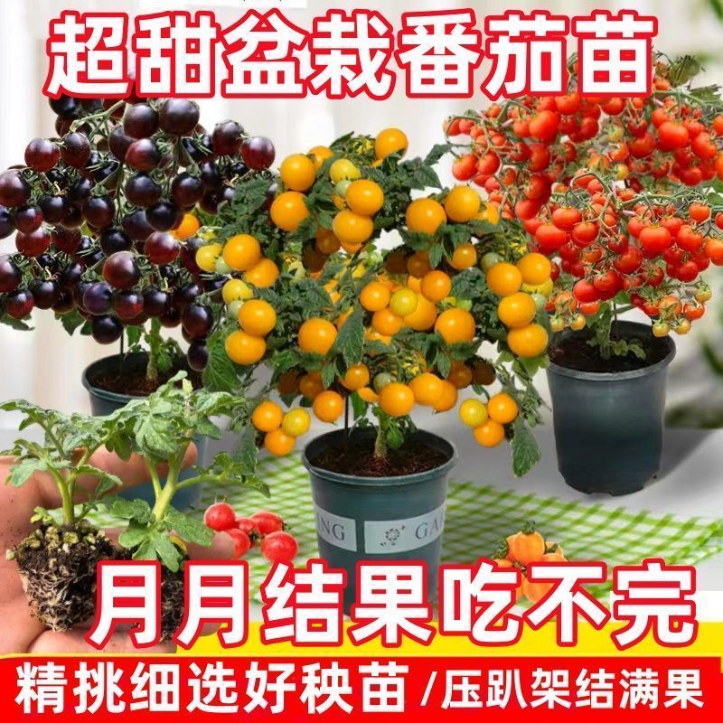 四季阳台盆栽矮生番茄苗
