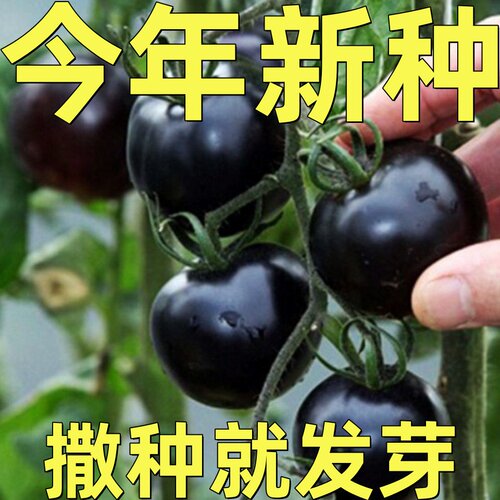 索美黑珍珠樱桃番茄种子易种植