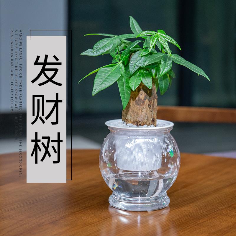 水培发财树小盆栽植物办公室内三杆原生招财好养盆景花卉绿植摆件