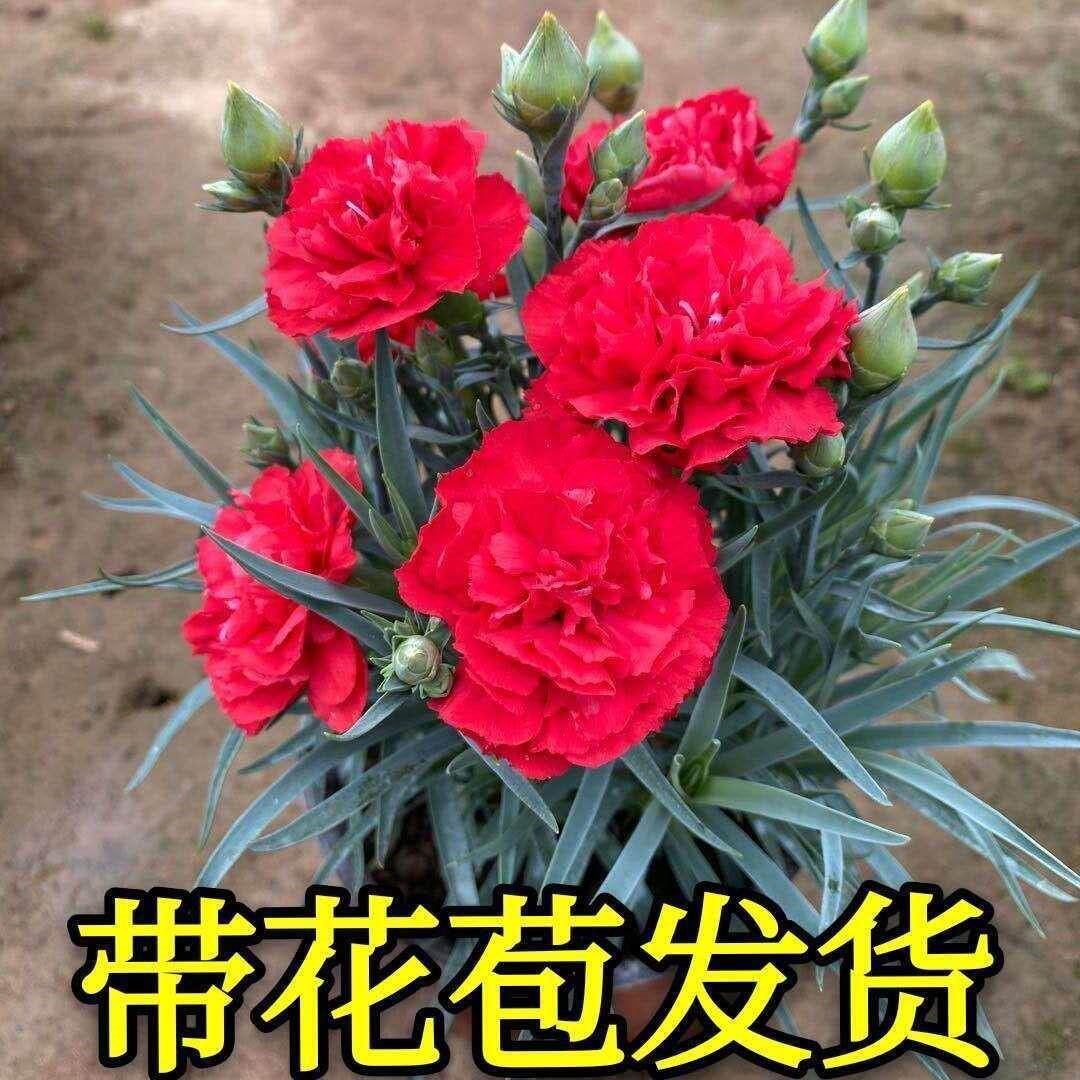康乃馨盆栽重瓣石竹花阳台室内绿植带花带花苞发货母亲礼物