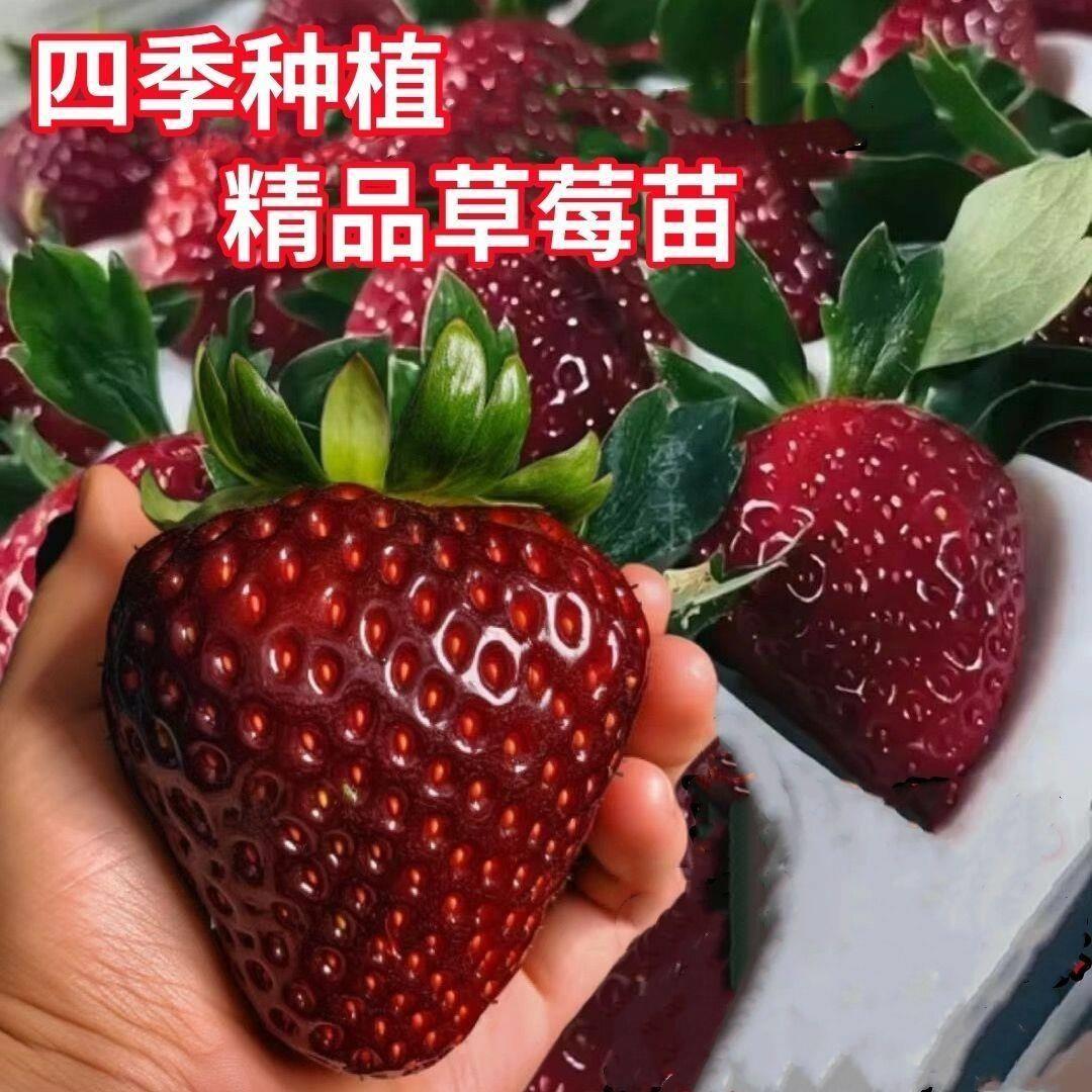 奶油草莓苗盆栽带盆带土四季结果