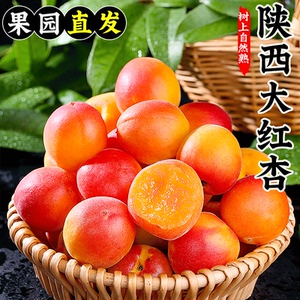 现摘陕西脂胭杏红杏杏子新鲜水果4斤应当季整箱鲜杏包邮孕妇甜仁