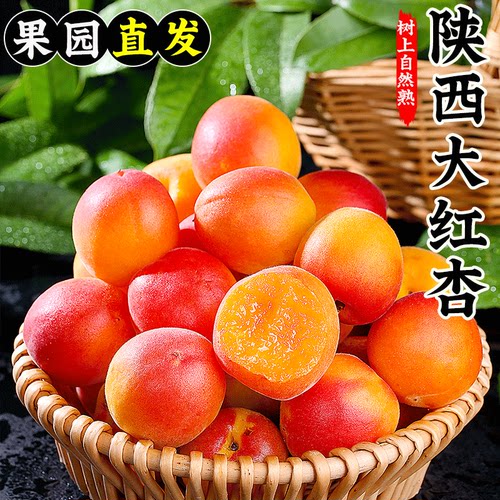 正宗陕西胭脂红杏严产地直发