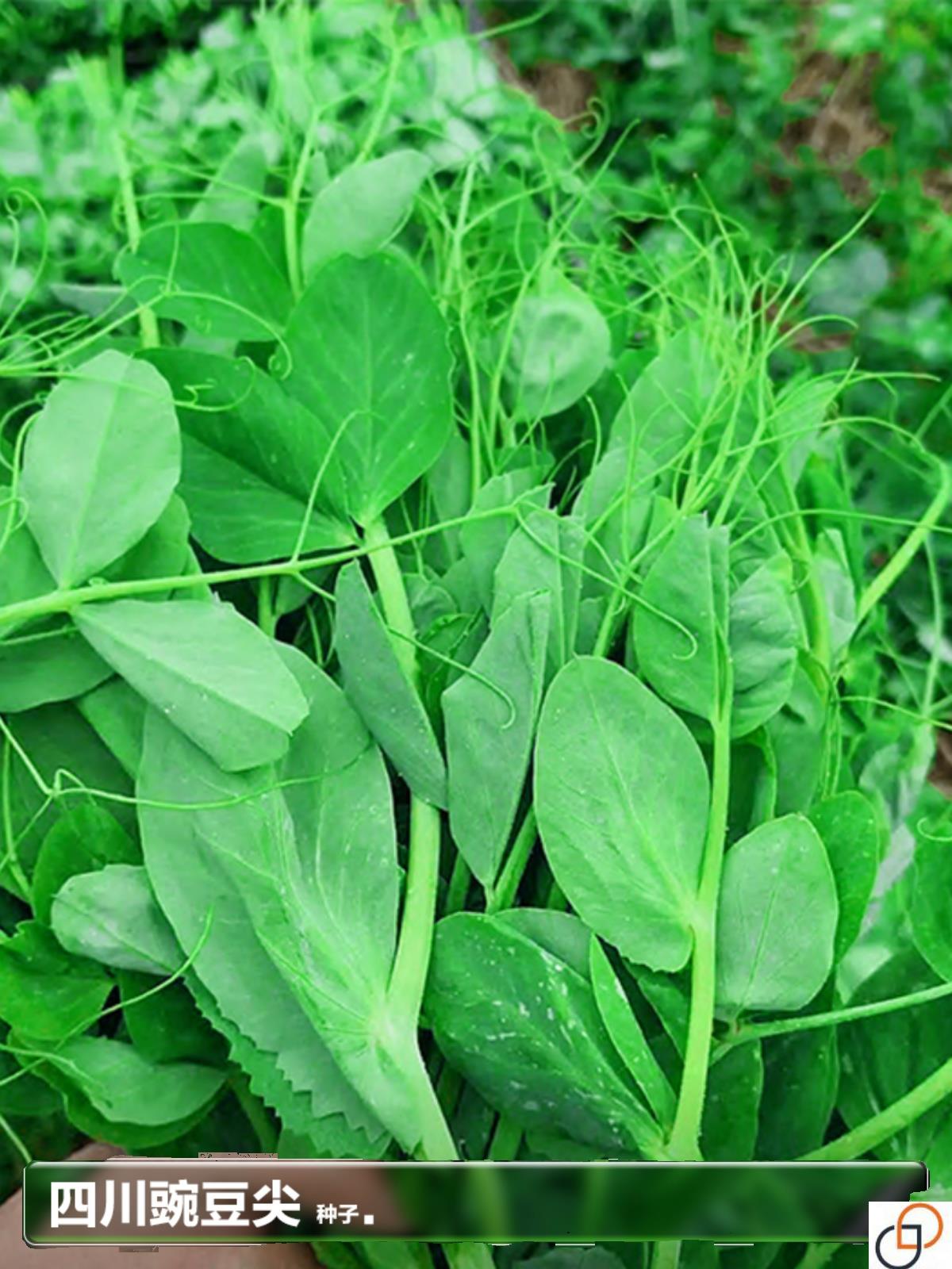 香豌豆尖苗麻豌豆颠种籽种子水培芽苗菜秋季种植蔬菜种孑大全高产