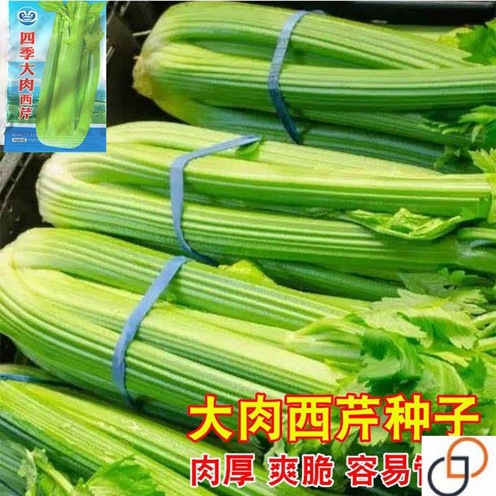 大肉西芹种子芹菜种籽肉厚实芹脆爽阳台盆栽庭院农家菜园蔬菜种孑
