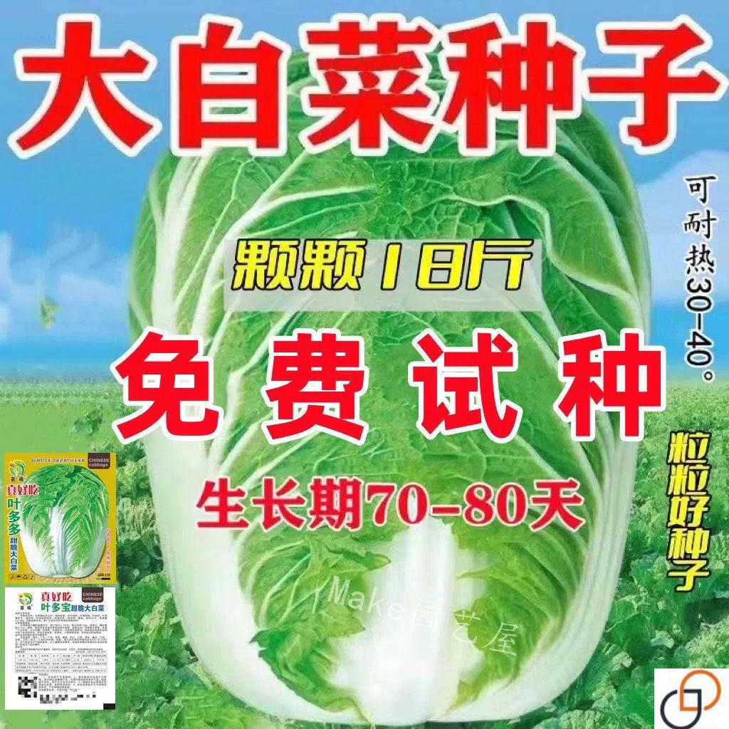 十八斤大白菜种子东北白菜籽四季叶多多大白菜抗病高产蔬菜白菜子