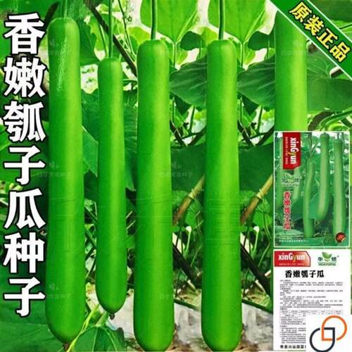 厚肉长瓠子瓜早熟柔嫩蒲瓜种子籽孑葫芦瓜圆瓠味香甜蔬菜瓜果四季