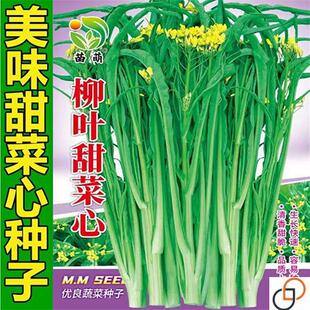 甜脆柳叶菜心种子广西桂林特色菜种子卷叶油青增城菜心菜苔阳台种