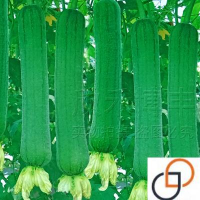 早佳808丝瓜种籽春季秋季耐热菜瓜水瓜蔬菜四季阳台肉丝瓜种子孑