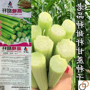 甜杆种子北方甘蔗种子甜高粱种籽甜秫秸超甜脆高糖甜杆小甘蔗种子