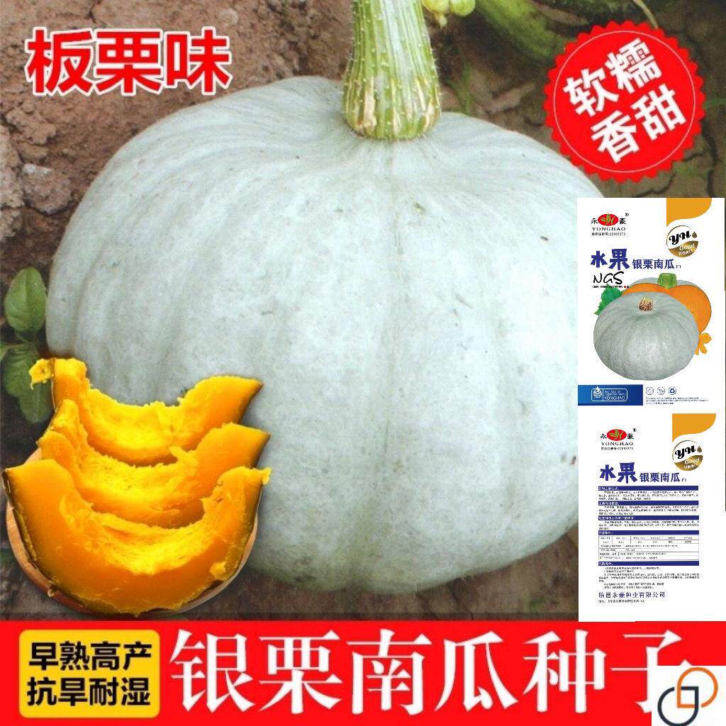 银栗板栗南瓜种子新疆贵族灰皮南瓜种籽四季蔬菜瓜种贝贝迷你南瓜