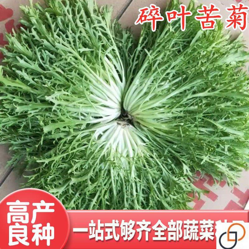 碎叶苦苣种子苦菊种籽牛奶细叶生菜苦菜蔬菜种子四季盆栽高产包邮