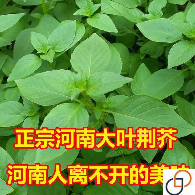 荆芥菜种籽河南大叶荆芥种子荆芥苗菜籽蔬菜种子四季播荆菜小青菜