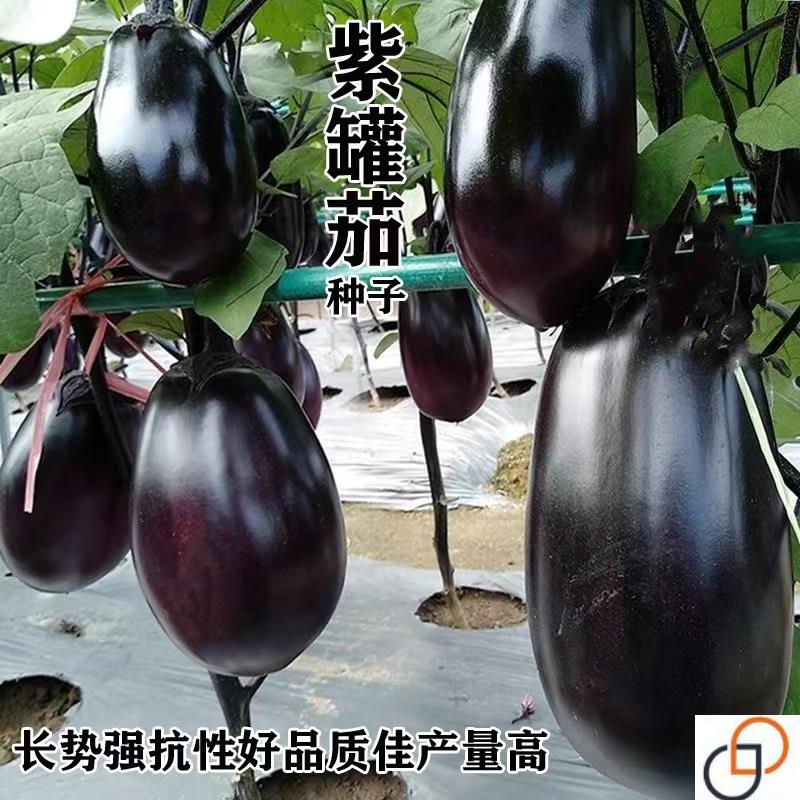 精选紫罐茄种子春夏播种早熟蔬菜种籽大田高产茄子紫茄良种菜籽