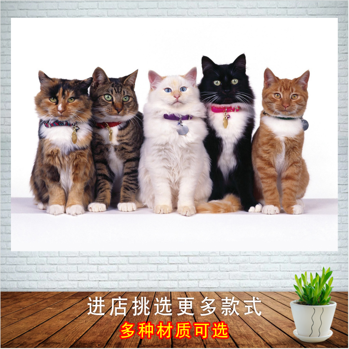 小猫图可爱猫咪宠物壁画书房儿童房墙贴寝室卧室贴画宠物店装饰画图片