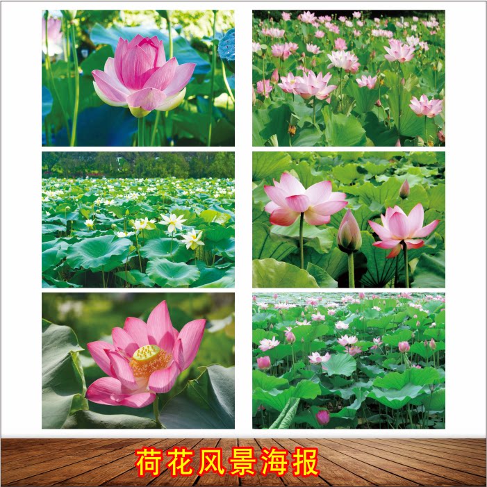 荷花图莲花荷叶田园风景海报