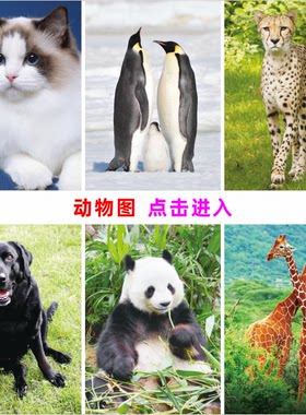 小黑企鹅长颈鹿宠物海报动物图