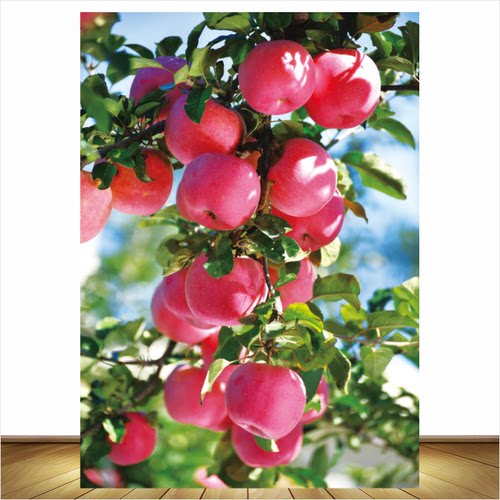 苹果装饰画平安富贵餐厅客厅壁画平安果智慧果平平安安水果自粘画