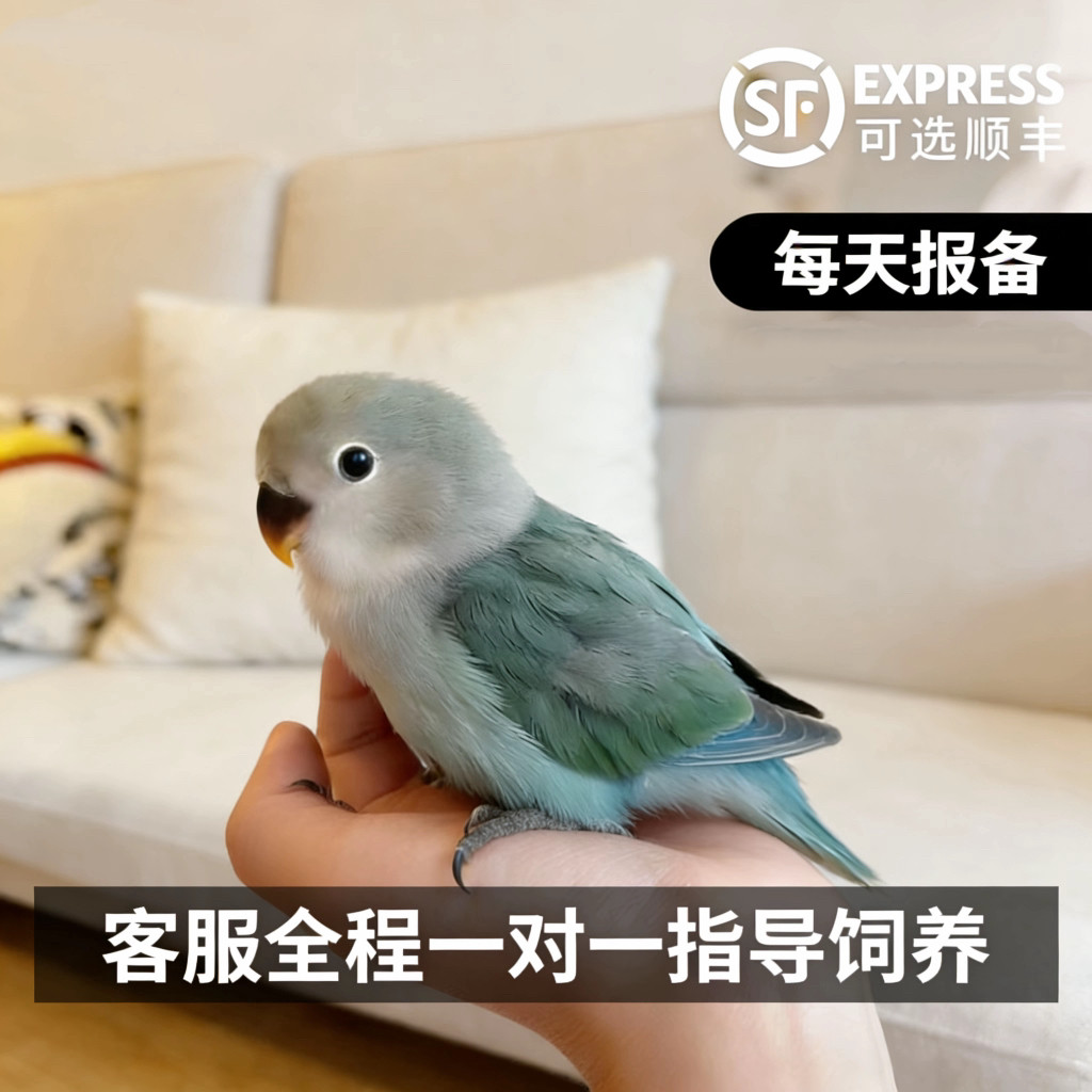 【现货秒发】鹦鹉活鸟牡丹会说话纯种手养半毛适合小孩子宠物包活