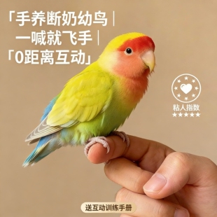 牡丹鹦鹉活鸟幼鸟黄桃雏鸟纯手养成年虎皮鹦鹉公母一对小鸟大鹦鹉