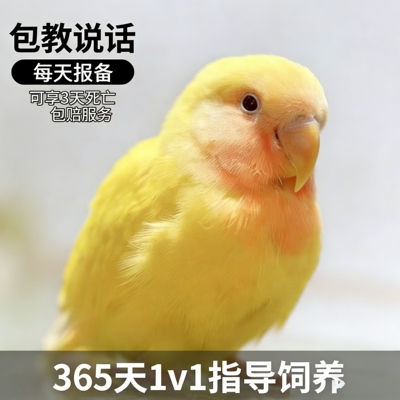 牡丹鹦鹉雏鸟手养断奶会说话