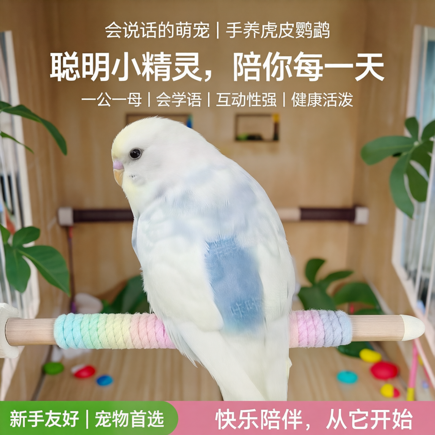 虎皮鹦鹉活鸟会说话手养鸟类活物适合懒人学生儿童小孩子养的宠物