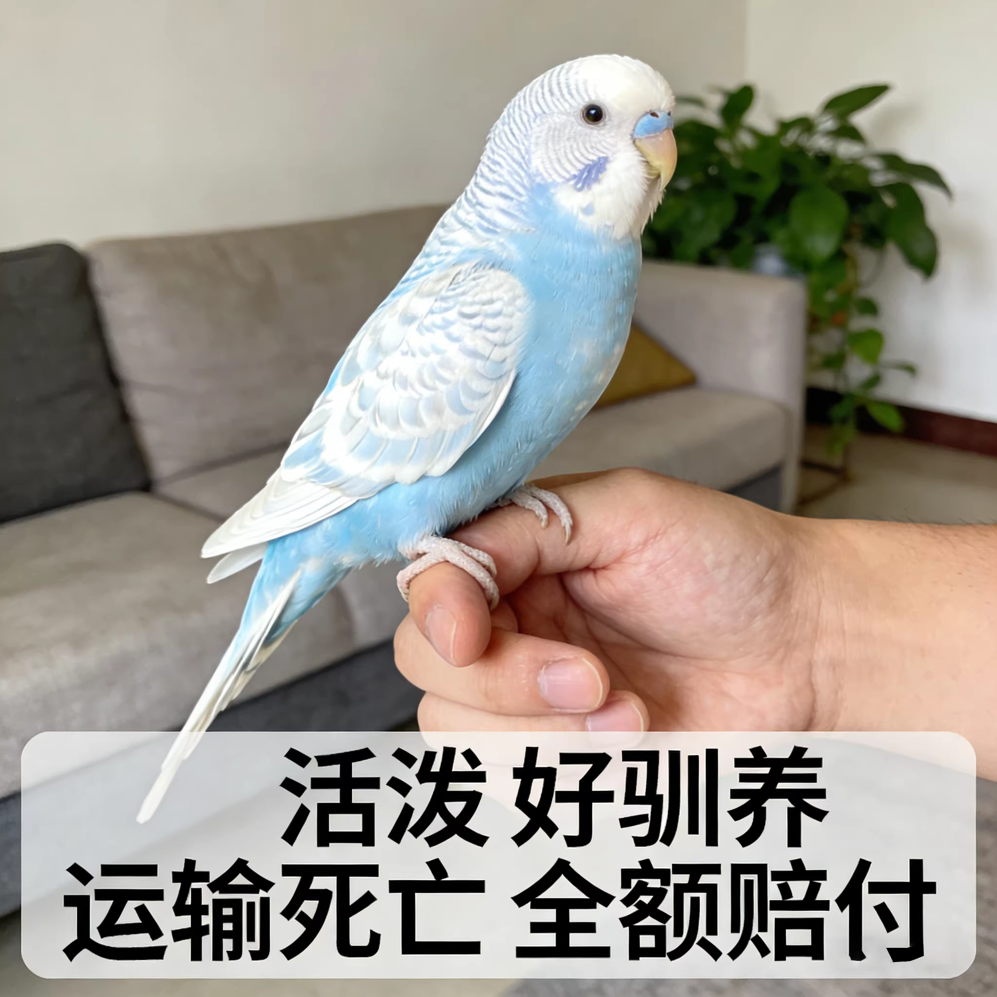 大头虎皮鹦鹉欧血纯手养会说话的活鸟小鸟幼鸟活体手养玄凤鹦鹉鸟