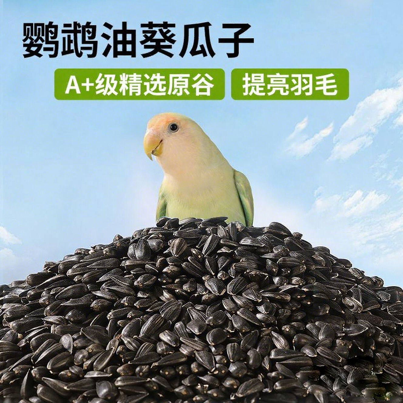 油葵小瓜子葵花子油葵籽鹦鹉鸟食仓鼠零食鸟粮鸽粮黑瓜子鸟粮