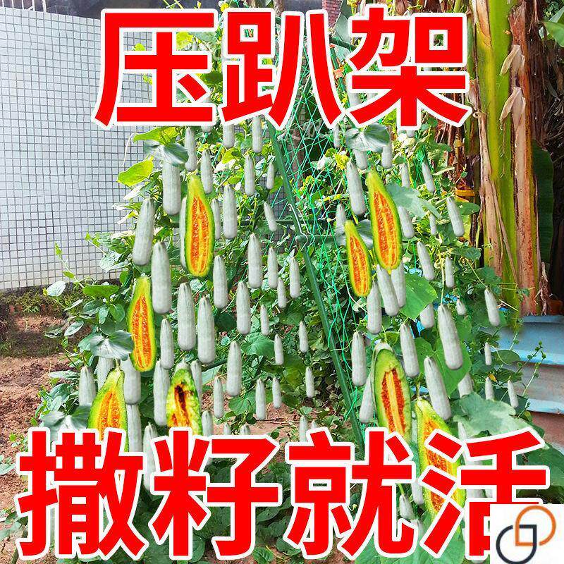 羊角蜜甜瓜种子羊角蜜香瓜种籽羊角酥甜瓜种子薄皮四季瓜果种孑