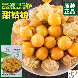 甜菇娘果种子灯笼果种子东北奶香姑娘果树种籽黄姑娘水果春秋播种