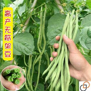 泰国特长无筋四季豆地豆芸豆角种子无丝豆架豆种籽春季无筋豆种孑