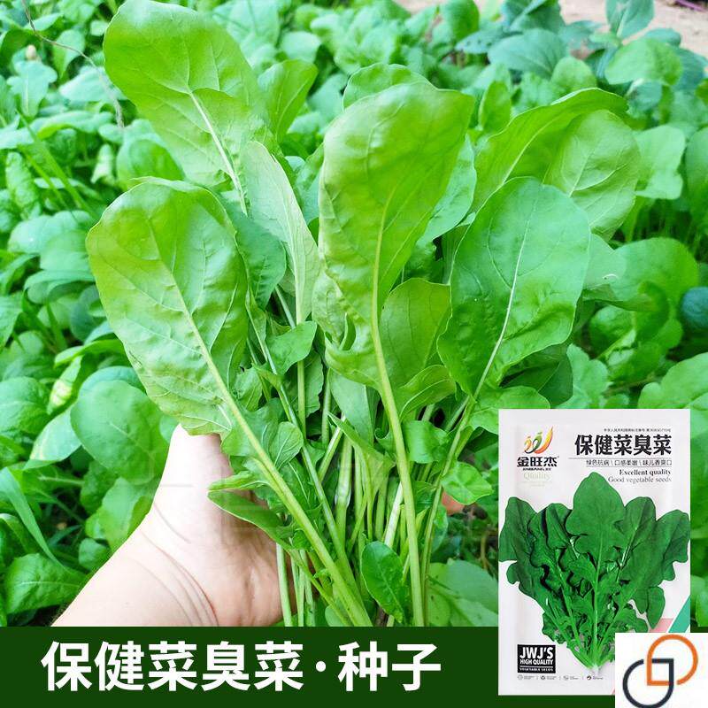 保健菜臭菜种子四季蔬菜种籽春秋播芝麻香菜野菜阳台盆栽种孑大全