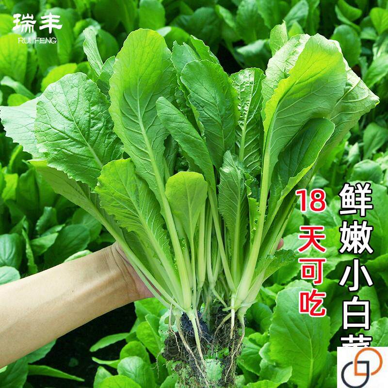 小白菜种子四季播水培青菜春季秋季快菜蔬菜种孑菜种籽阳台盆栽。