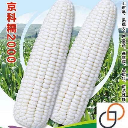 京科糯2000白玉糯320白甜糯7号甜糯182号玉米种子白粘玉米种 包邮