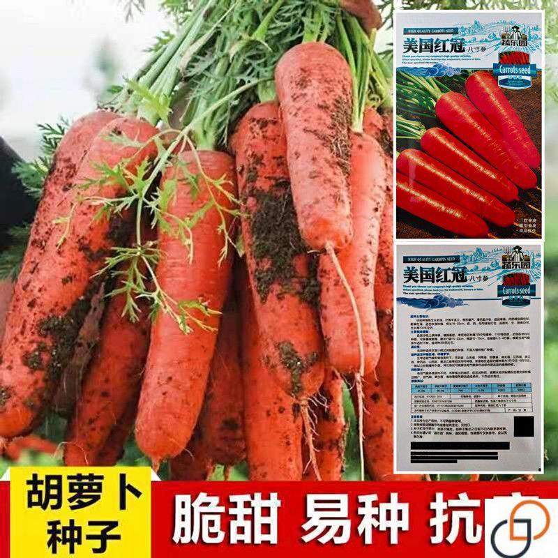 高产红胡萝卜种子农家甜脆紫胡萝卜种籽夏秋季庭院种植蔬菜种孑