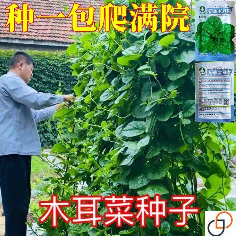 大叶木耳菜种子四季种速生豆腐菜种籽春夏秋阳台盆栽田园蔬菜种子