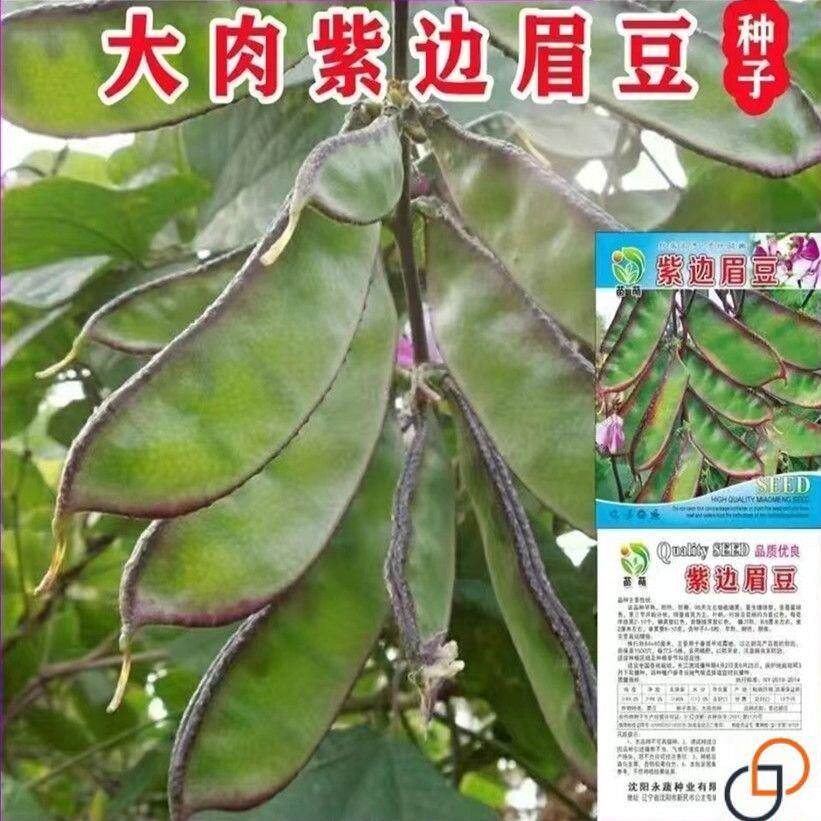 扁豆种子早熟四季播蔬菜瓜果紫红梅豆角种孑猪耳朵红边峨眉豆种籽