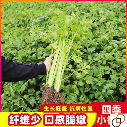 四季小香芹种子水芹小芹菜种孑速生易种蔬菜种籽阳台田园菜籽种