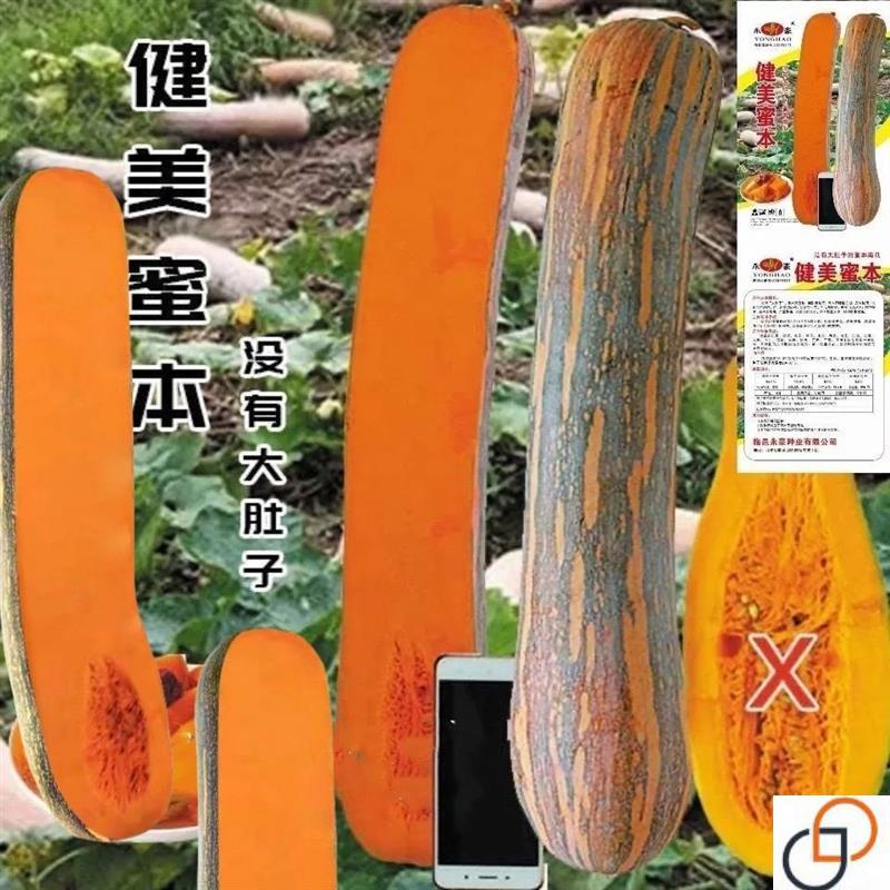 早栗蜜本南瓜种子甜糯甜奶油蜜本甜南瓜长条南瓜种子四季蔬菜种籽