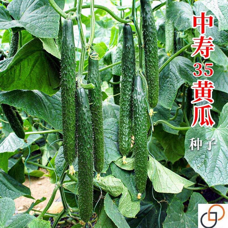 大黄瓜种子种籽苗强雌水果秧苗籽种密刺春夏季四季盆栽蔬菜苗秧孑