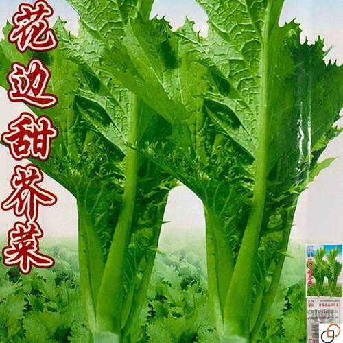 四季播甜芥菜种子脆嫩花边甜芥菜青菜蔬菜种子叶子菜抗病易种原装