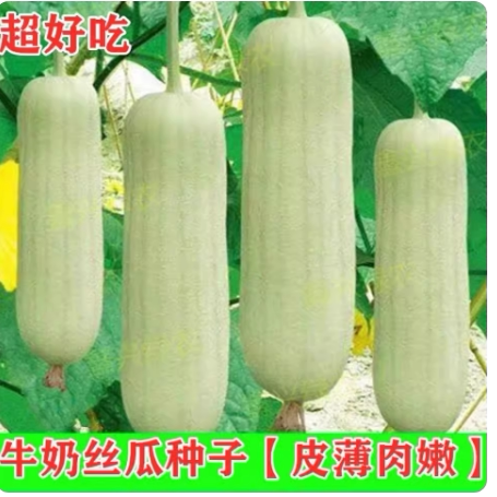 白皮丝瓜种子春夏秋季义乌白玉露菜瓜种籽农家四季阳台蔬菜种孑