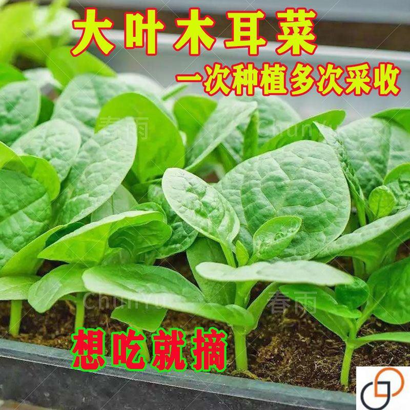 大叶木耳菜包邮蔬菜种籽四季播种子耐热落葵采收庭院阳台种植