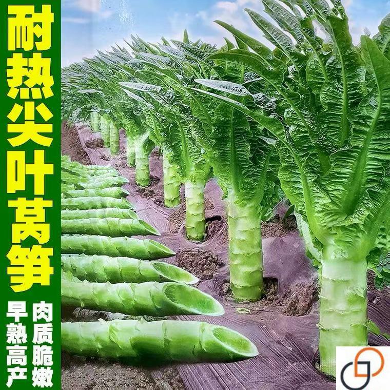 莴笋种子莴苣种籽特耐热抗高温尖叶香窝笋四川春夏季秋季蔬菜种孑