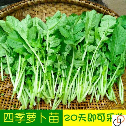 丹青小萝卜菜种子四季萝卜苗种籽萝卜缨小青菜籽盆栽春季蔬菜种孑