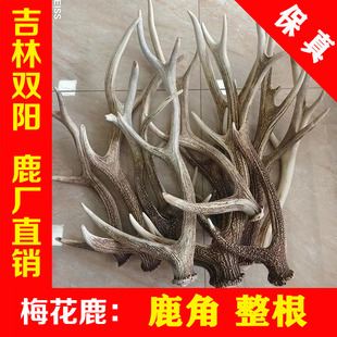 梅花鹿鹿角整根 整枝整只摆件 双阳金诺鹿业 工艺品原料熬胶入药
