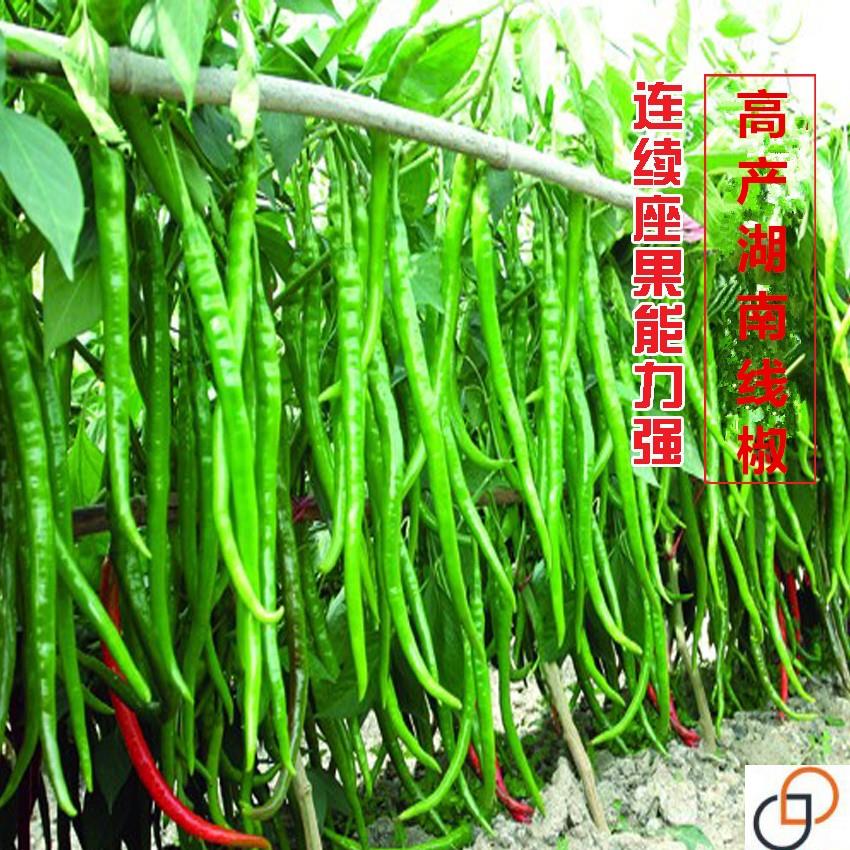 红线椒 湖南椒超辣 辣椒种子 食用 蔬菜种子 阳台盆栽 菜籽 包邮