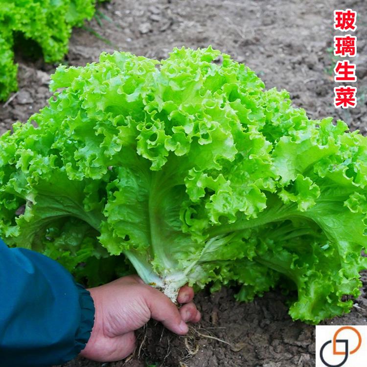 玻璃生菜种子种籽孑阳台种菜四季盆栽莱种植春季沙拉蔬菜仔菜籽子